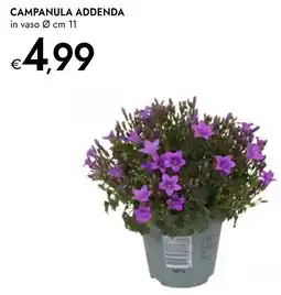 Bennet Campanula addenda offerta