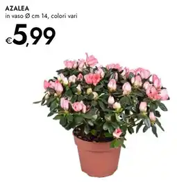Bennet Azalea offerta