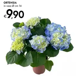 Bennet Ortensia offerta