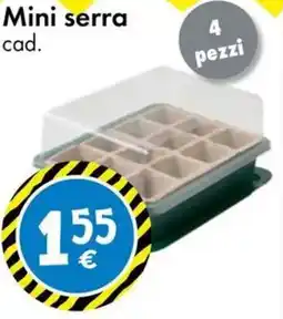 Tedi Mini serra offerta