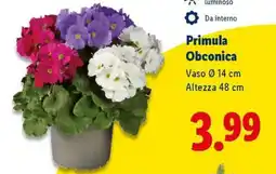Lidl Primula Obconica offerta