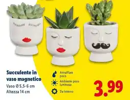 Lidl Succulente in vaso magnetico offerta