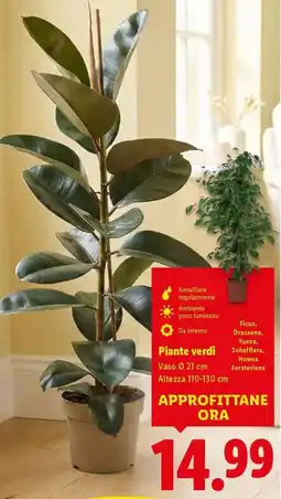 Lidl Piante verdi offerta