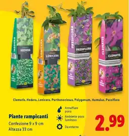 Lidl Piante rampicanti offerta