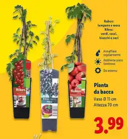 Lidl Pianta da bacca offerta