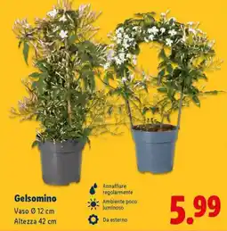 Lidl Gelsomino offerta