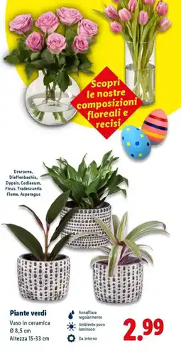 Lidl Piante verdi offerta