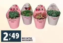 Deco Supermercati Mix cactus succulente offerta