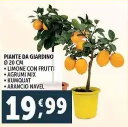 Deco Supermercati Piante da giardino, limone con frutti offerta