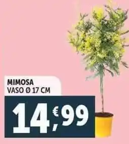 Deco Supermercati Mimosa vaso ø17 cm offerta