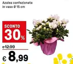 Iper La Grande Azalea confezionata offerta
