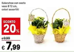 Iper La Grande Kalanchoe con cesto offerta