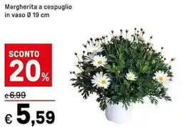 Iper La Grande Margherita a cespuglio offerta