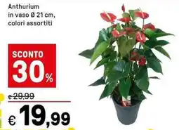 Iper La Grande Anthurium offerta