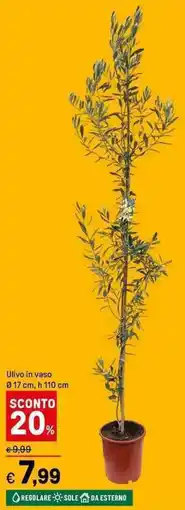 Iper La Grande Ulivo in vaso offerta