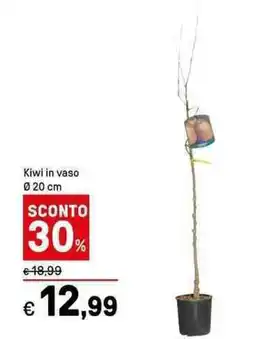 Iper La Grande Kiwi in vaso offerta