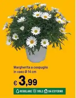 Iper La Grande Margherita a cespuglio offerta