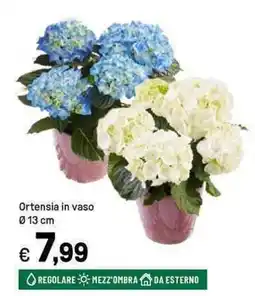 Iper La Grande Ortensia in vaso offerta