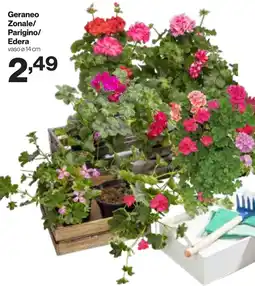 In'S Mercato Geraneo Zonale/ Parigino/ Edera offerta