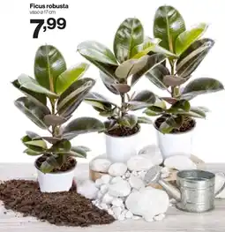 In'S Mercato Ficus robusta offerta