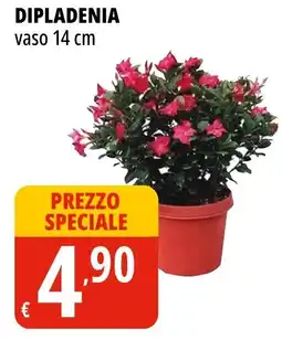 Tigros Dipladenia vaso 14 cm offerta