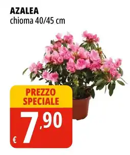 Tigros Azalea chioma 40/45 cm offerta