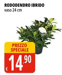 Tigros Rododendro ibrido vaso 24 cm offerta