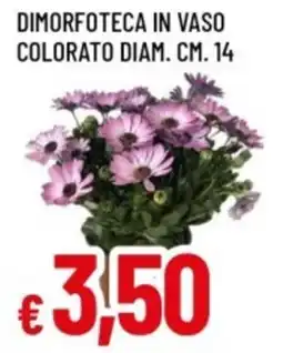 Famila Dimorfoteca in vaso colorato offerta