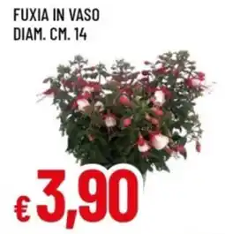 Famila Fuxia in vaso offerta