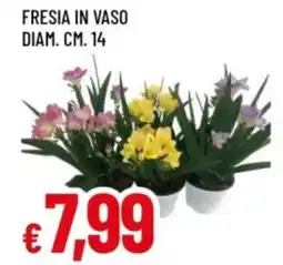 Famila Fresia in vaso offerta