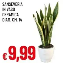 Famila Sanseveria in vaso ceramica offerta