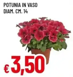 Famila Potunia in vaso offerta