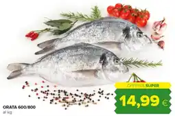 Oasi Orata 600/800 offerta