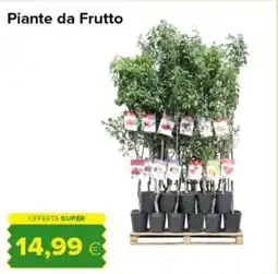 Oasi Piante da Frutto offerta
