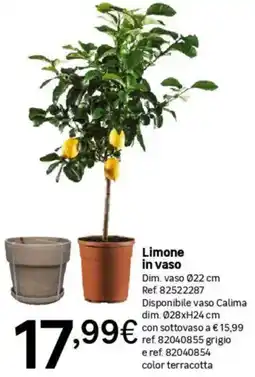 Leroy Merlin Limone in vaso offerta
