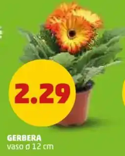 PENNY Gerbera vaso ø 12 cm offerta