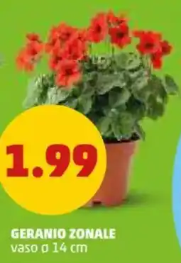 PENNY Geranio zonale vaso ø 14 cm offerta
