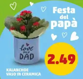 Kalanchoe vaso in ceramica