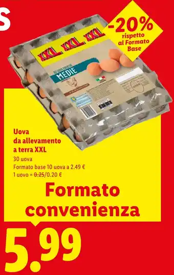 Uova da allevamento a terra XXL