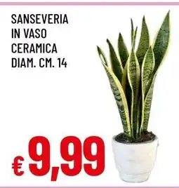 Famila Sanseveria offerta