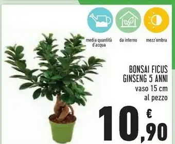 Conad Bonsai ficus ginseng 5 anni offerta