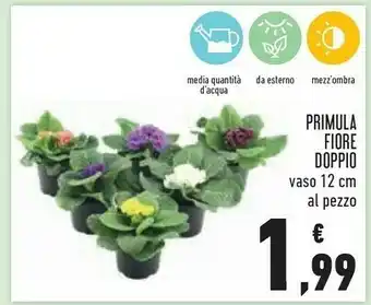 Conad Primula fiore doppio offerta