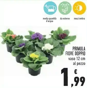 Conad Superstore Primula fiore doppio offerta