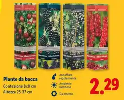 Lidl Piante da bacca offerta