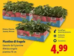 Lidl Piantine di fragole offerta