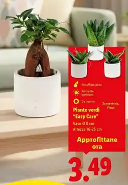 Lidl Piante verdi "Easy Care" offerta