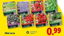 Lidl Mini serra offerta