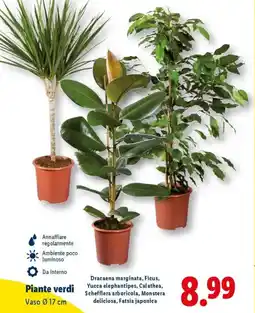 Lidl Piante verdi offerta