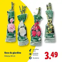 Lidl Rose da giardino offerta