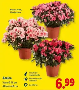 Lidl Azalea offerta